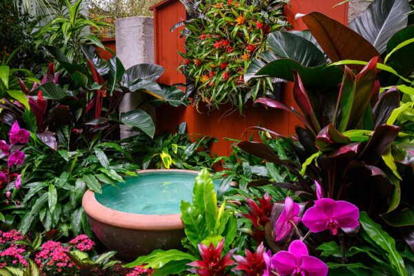 What’s in Bloom Now? Garden Updates January 24 – 31