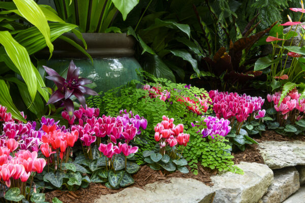 What’s in Bloom Now? Garden Updates February 15 – 29