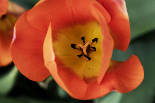 A Display of Bright Orange Liberation 75 Tulips