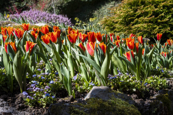 What’s in Bloom Now? Garden Updates April 1 – 14