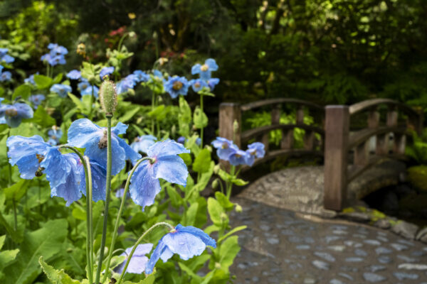 What’s in Bloom Now? June Garden Updates