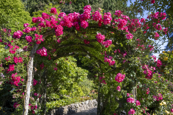 Summer Garden Insights