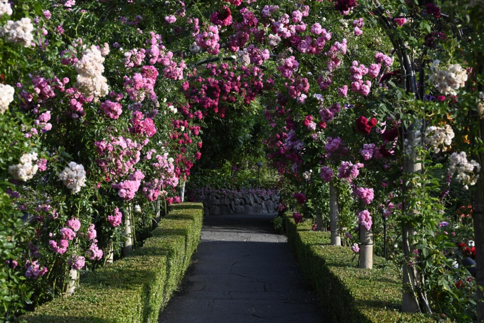 Blog - The Butchart Gardens