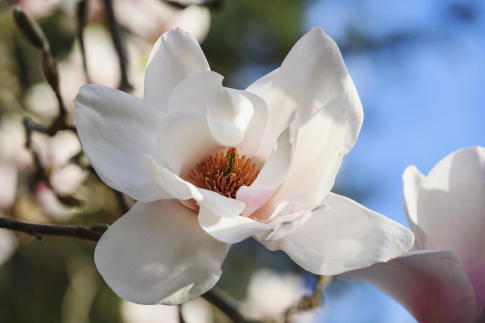 Blog - The Butchart Gardens