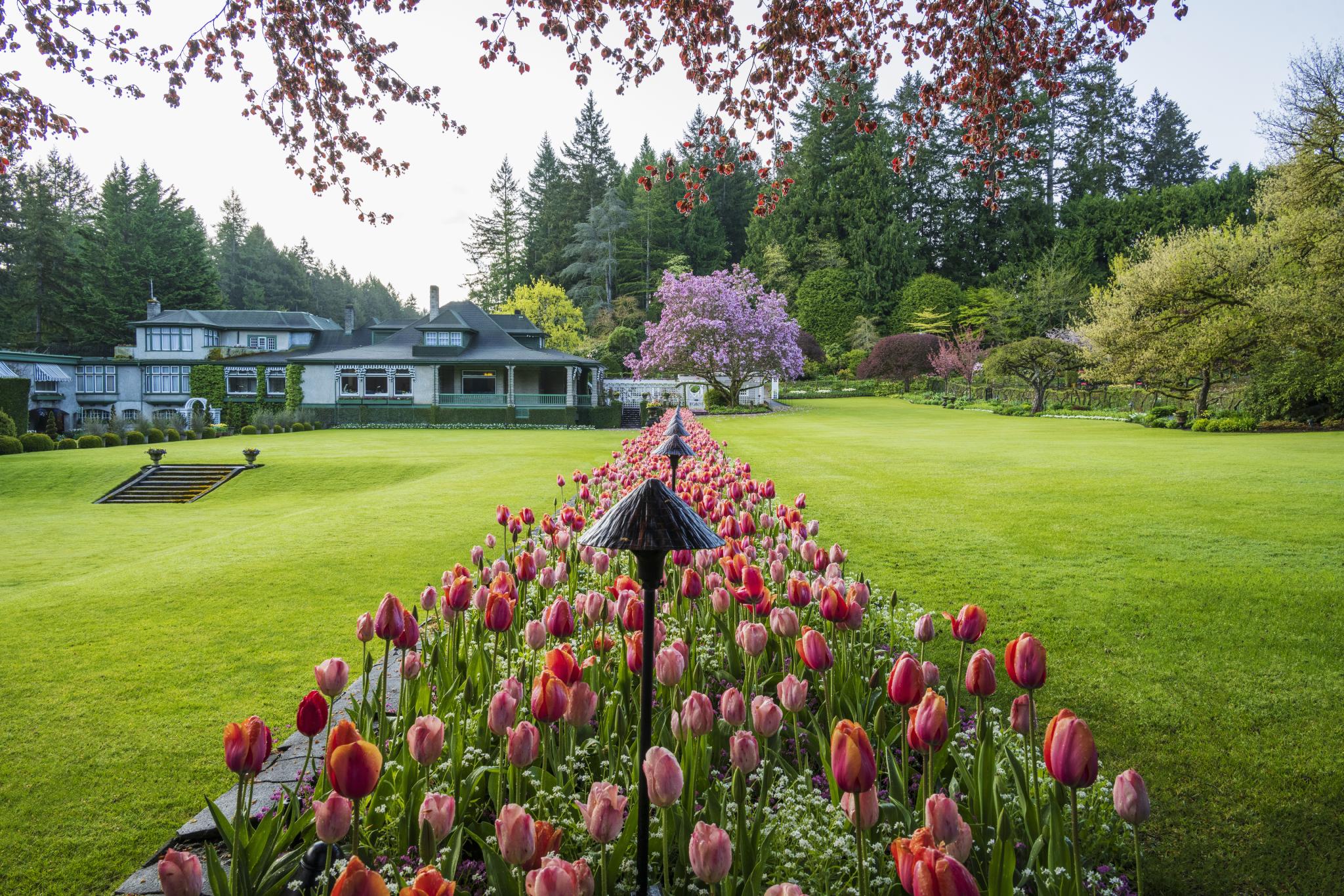 Flower bed from Japanese Garden to Residence lined with pink and orange tulips.
