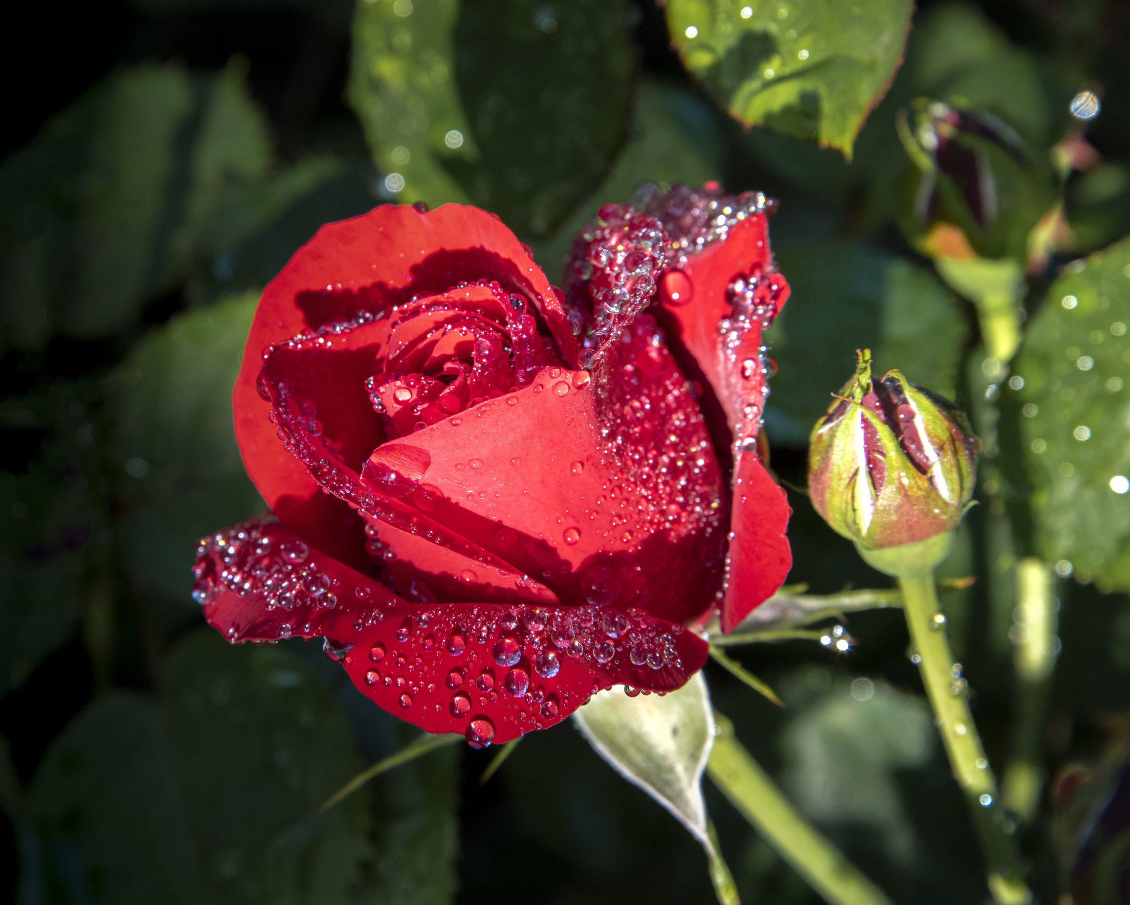 Rose garden gallery image