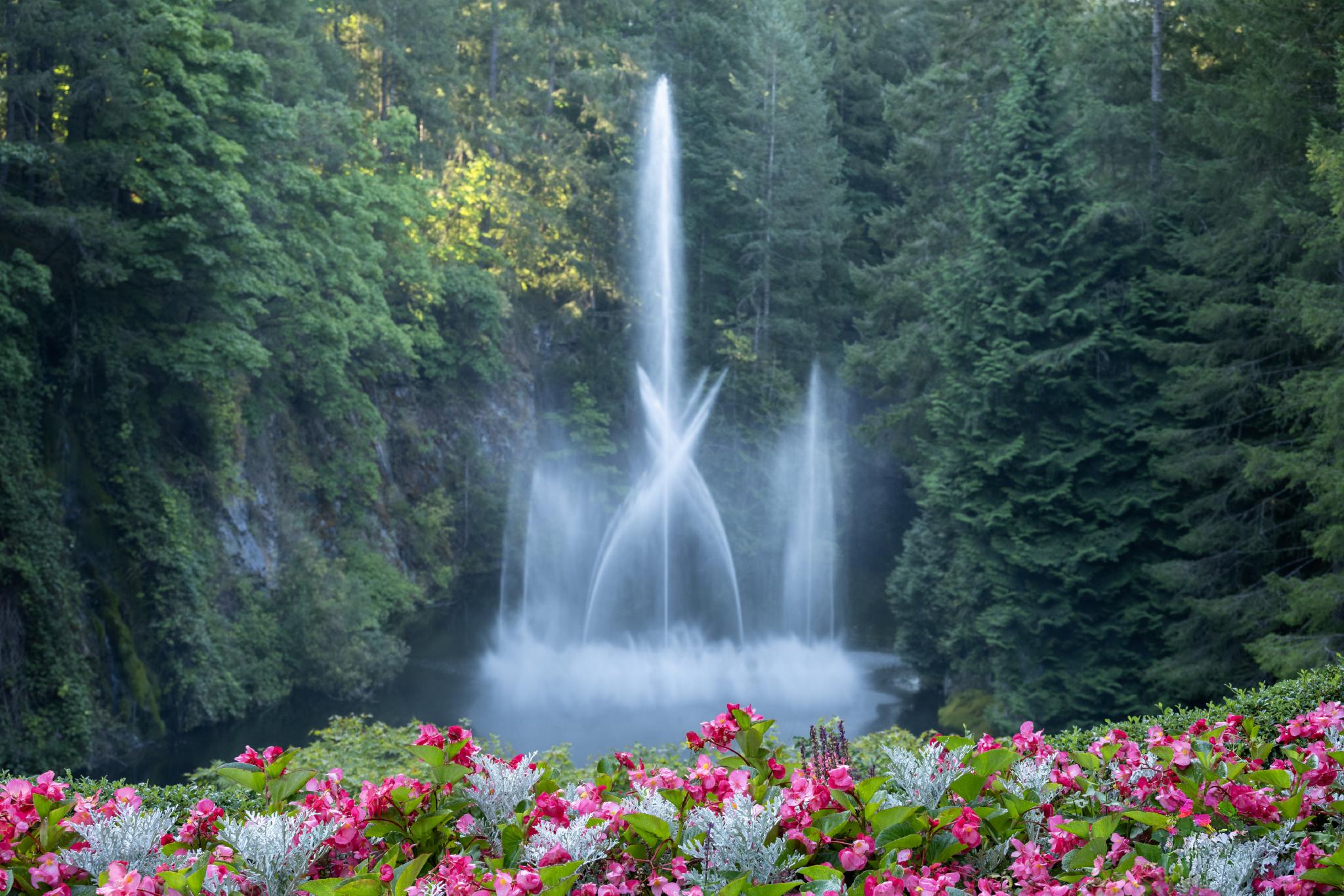 The dancing water of the Ross Fountain in closed by a forest of evergreen trees.