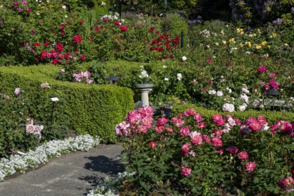 What’s in Bloom? June Garden Report