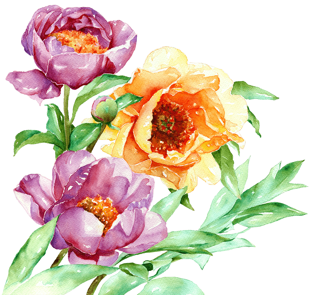 Watercolour peonies left-hand side.