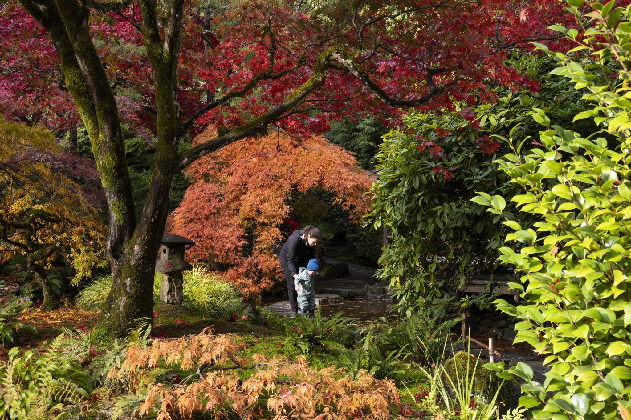 Japanese garden gallery image