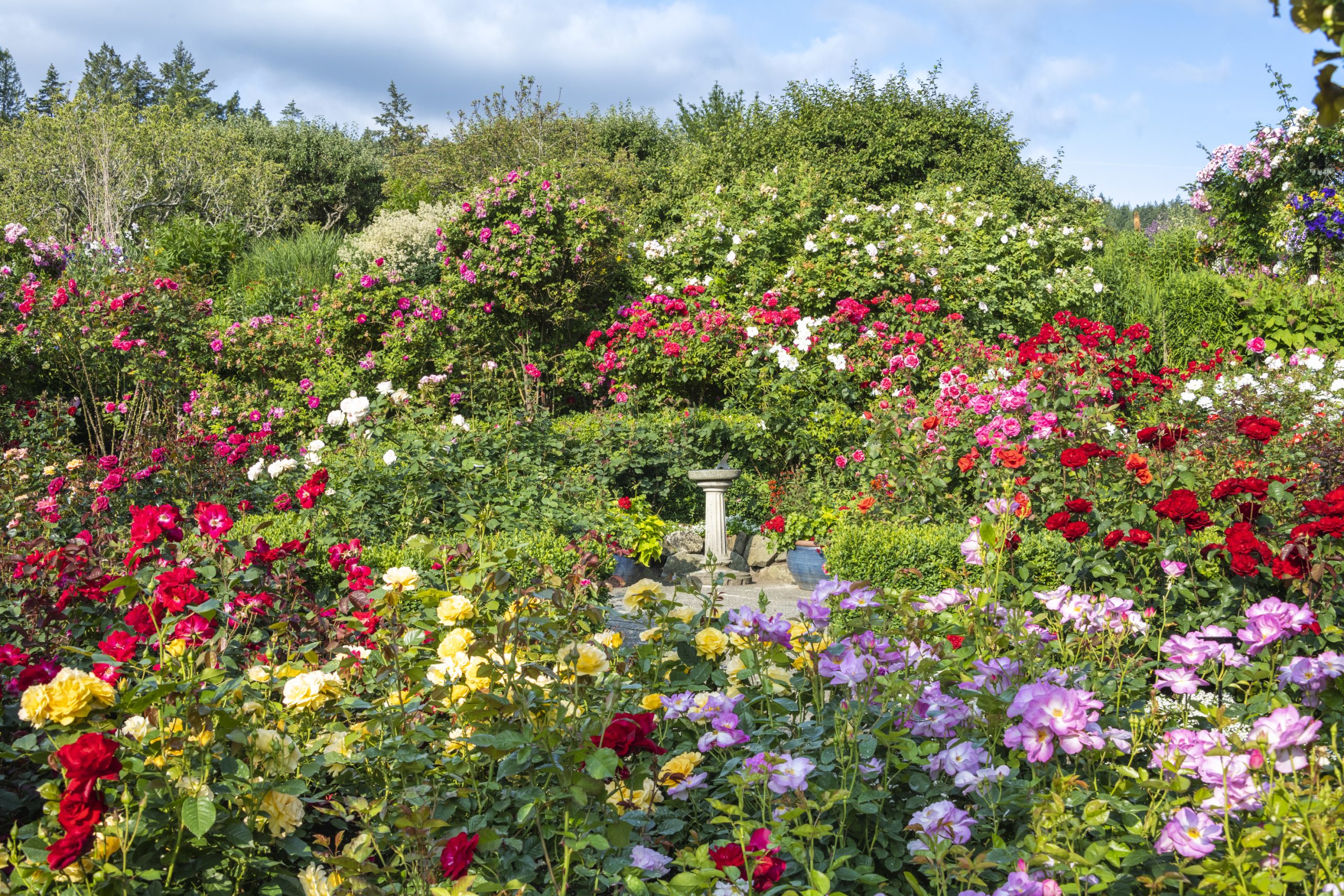 An abundance of red, yellow, pink and purple roses in the Rose Garden.