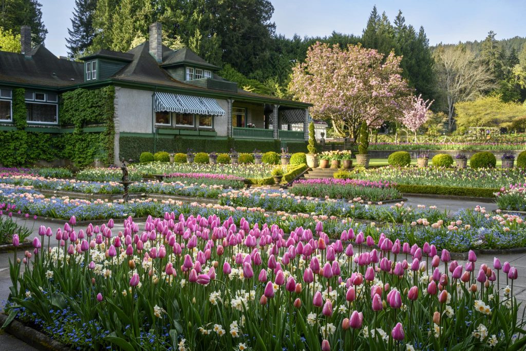 The Italian Garden in the springtime with bright pink and pale orange tulips and pale yellow daffodils.