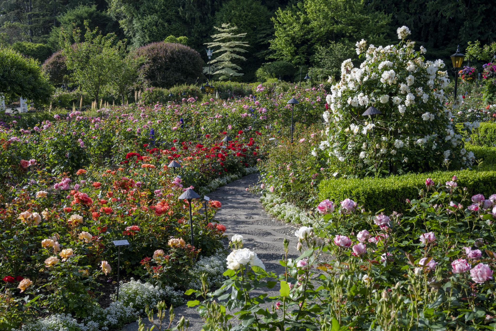 Galerie d'images de l'été