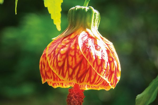 Abutilon ‘Tiger Eye’