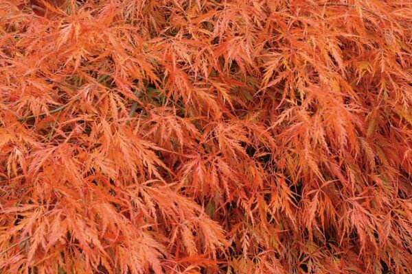 Acer palmatum