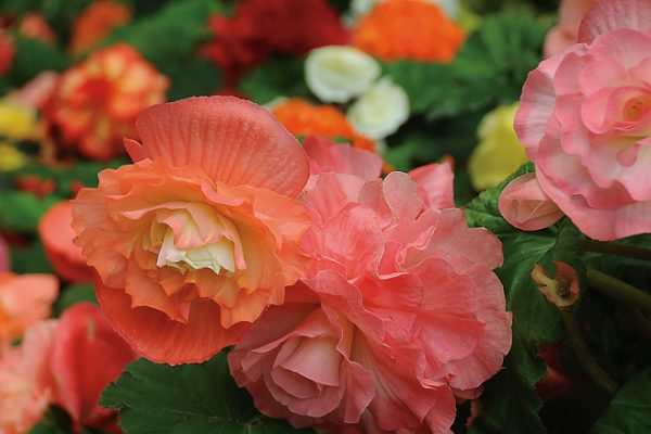 Begonia x tuberhybrida