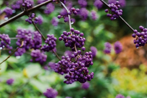 Callicarpa bodinieri var. giraldii