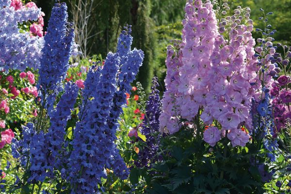 Delphinium ‘Pacific Hybrids’