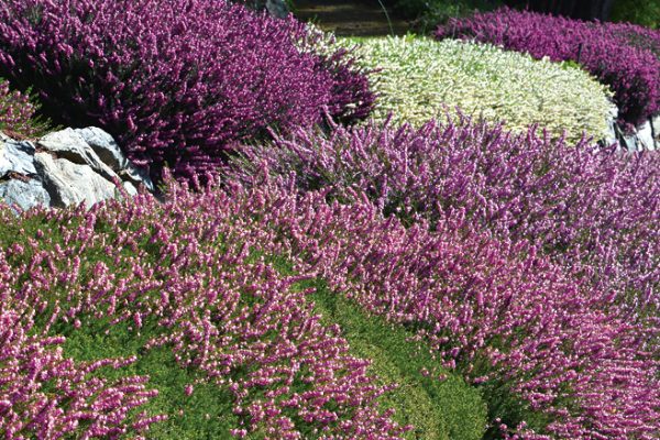 Erica carnea