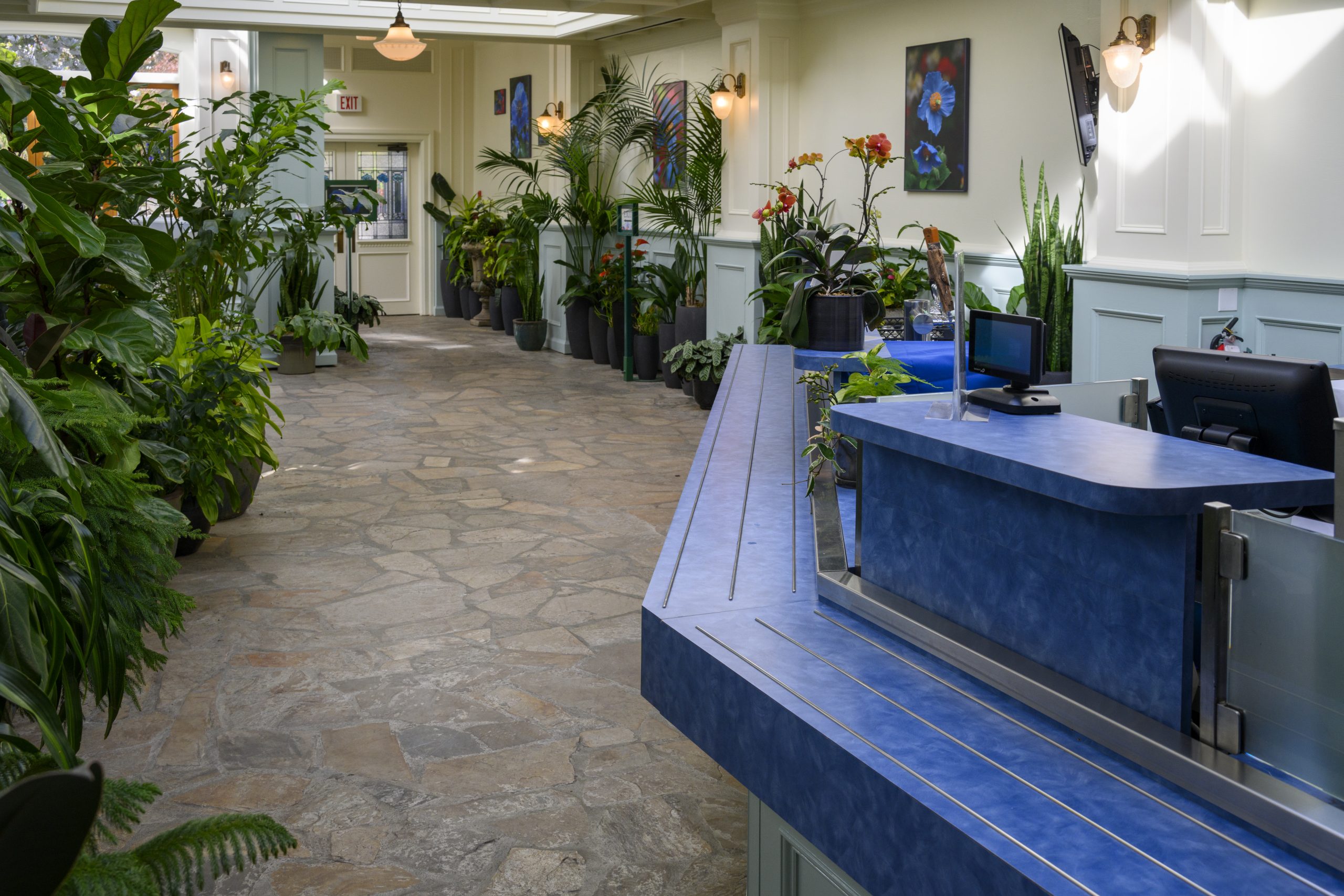 Inside the Blue Poppy Restaurant walls are lined with potted plants. Stone floors lead to a blue counter with a till to order food.