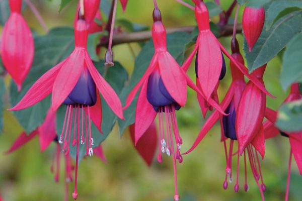 Fuchsia