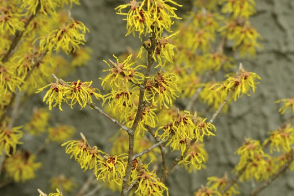 Hamamelis x intermedia