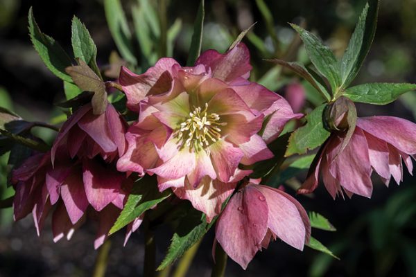 Helleborus