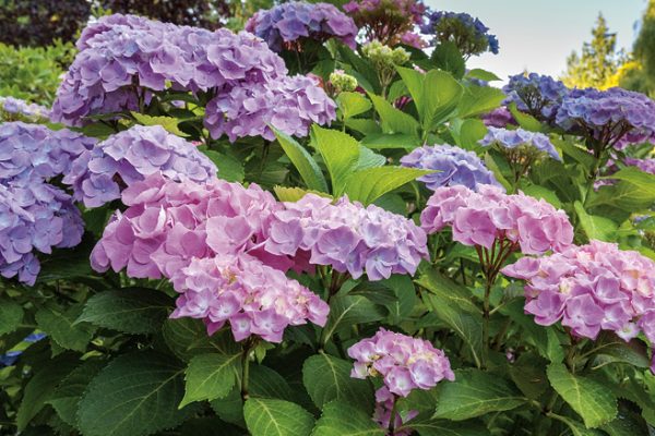 Hydrangea macrophylla