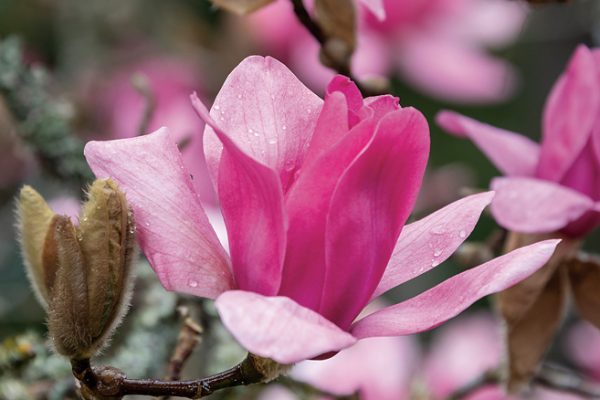 Magnolia x soulangeana