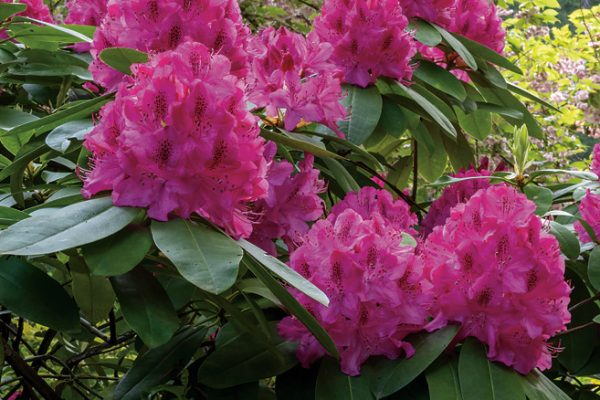 Rhododendron