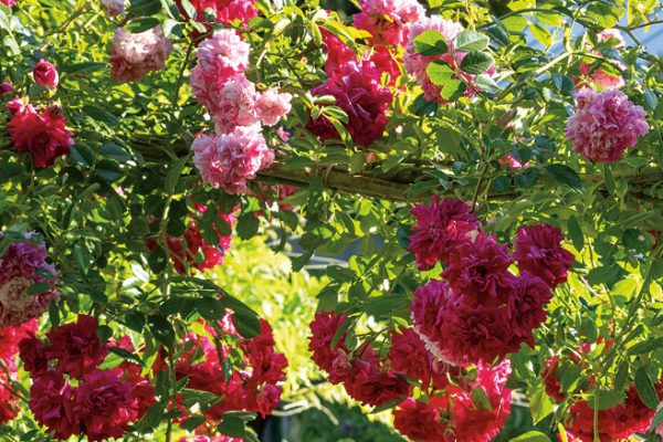 Rosa ‘Crimson Showers’ (rouge) et ‘Dorothy Perkins’ (rose)