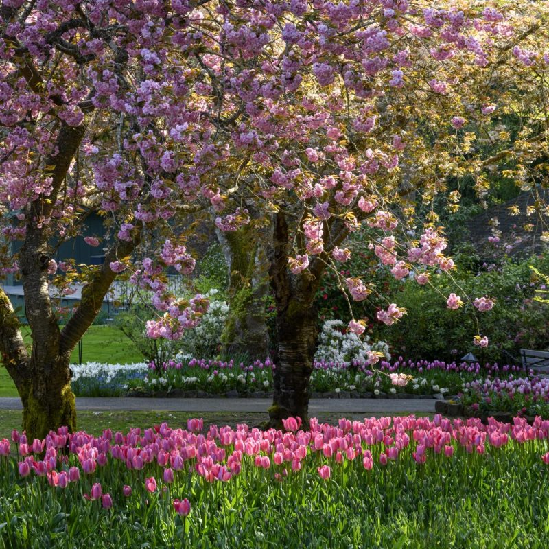 Spring Plants