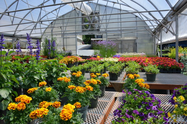 Greenhouse Tours