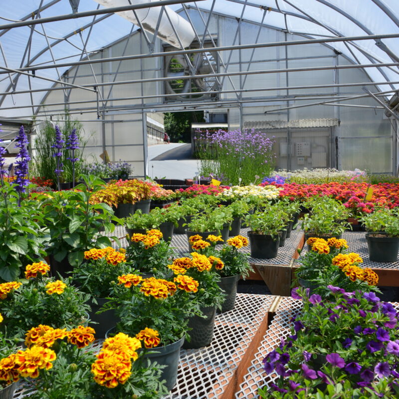 Go to Greenhouse Tours