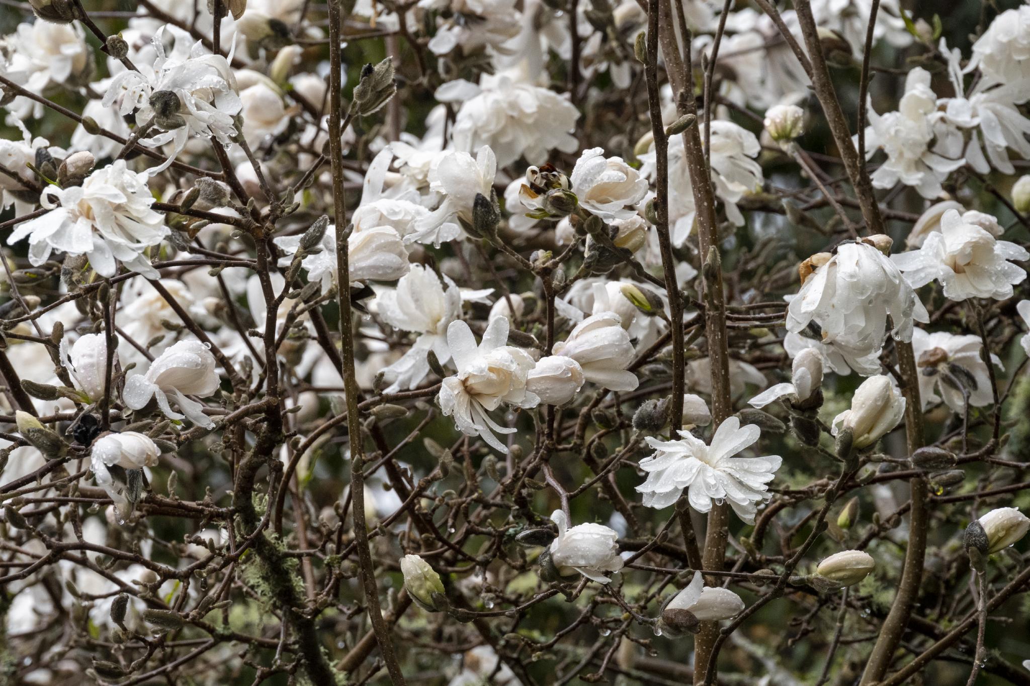 Spring-2022-03-22T085852.956.jpg