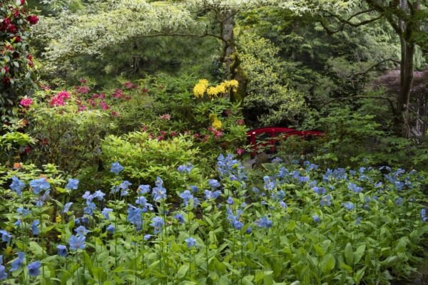 What’s in Bloom Now? June Garden Report