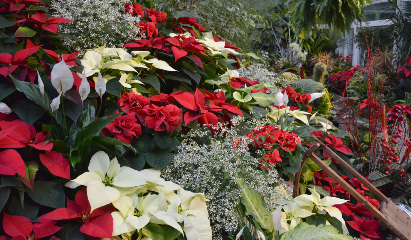 The Christmas Flower – Poinsettia Insights