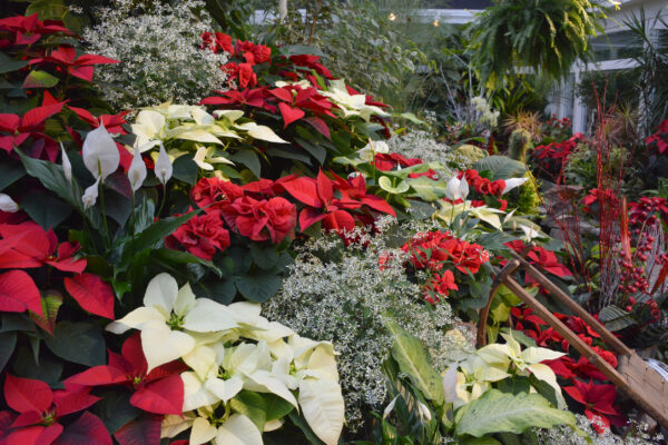 La fleur de Noël – Poinsettia Insights