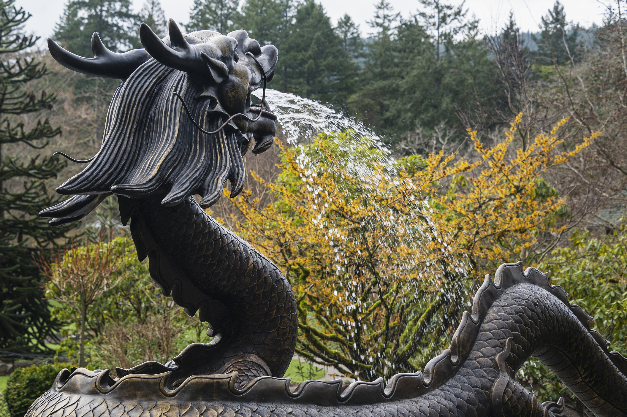 View of the back of a bronze dragon fountain, spewing water from its mouth.