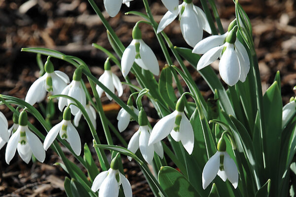 Galanthus nivalis