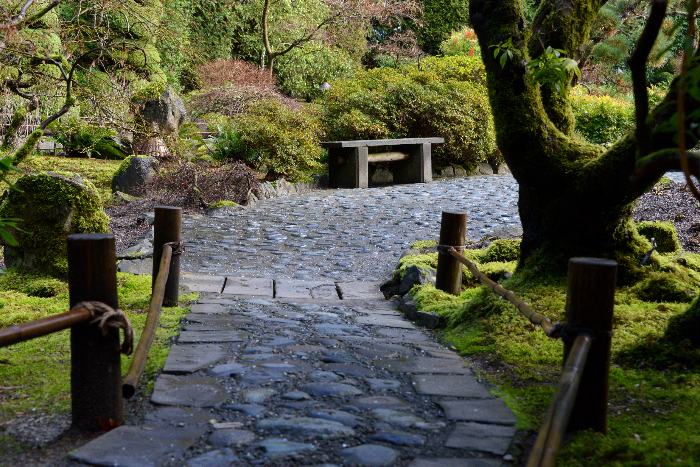 Stone pathway lined with mossy on either side leading to a single cement bench with shrubs behind it.