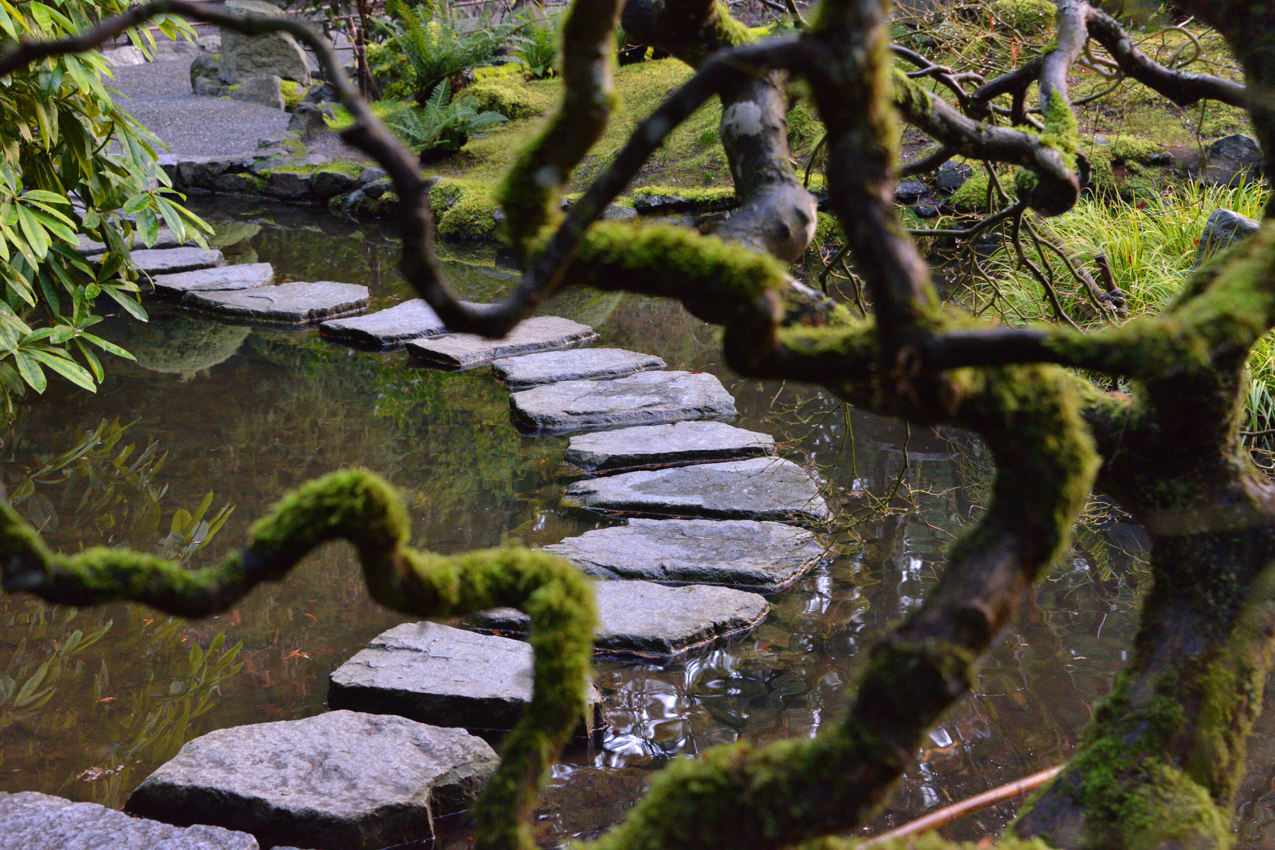 Winding branches blurred in the foreground, stepping stones sit in a calm pond waiting to be walked over.