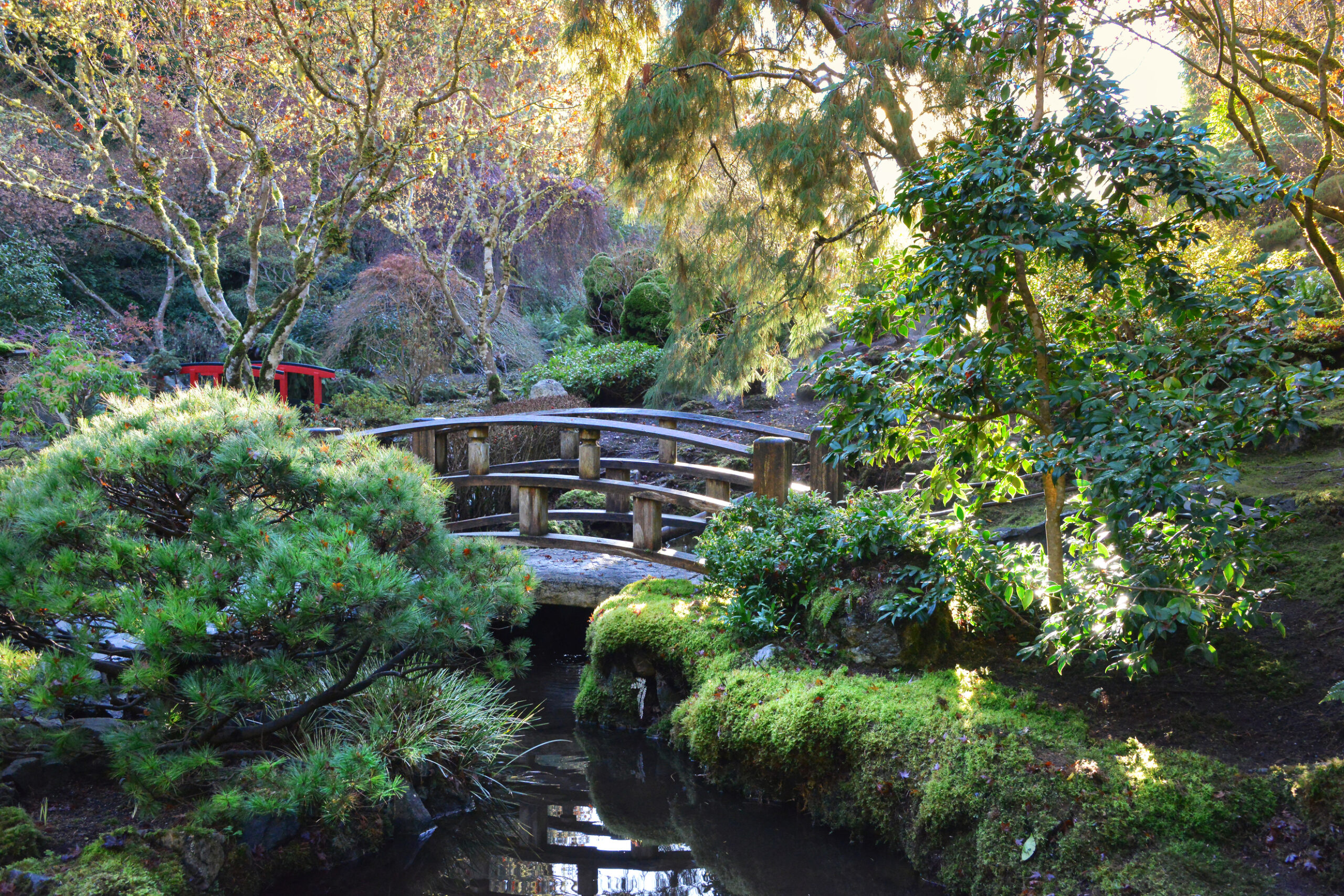 A wooden bridge sits over a pond surrounded by shrubs, a red bridge sits in the background to the left.