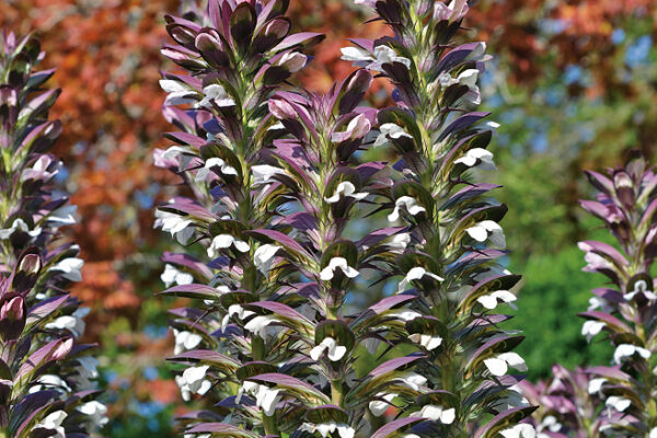 Acanthus spinosus