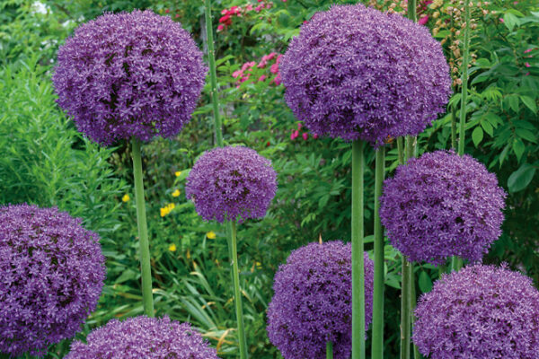 Allium giganteum