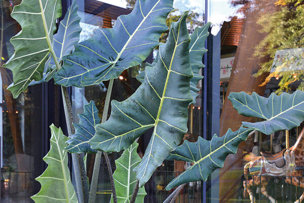 Alocasia ‘Sarian’