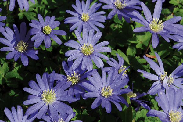 Anemonoides blanda syn. Anemone blanda