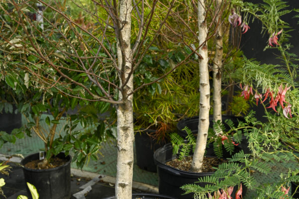 Betula platyphylla