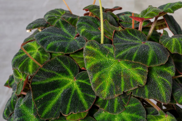 Begonia soli-mutata