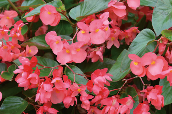 Begonia semperflorens